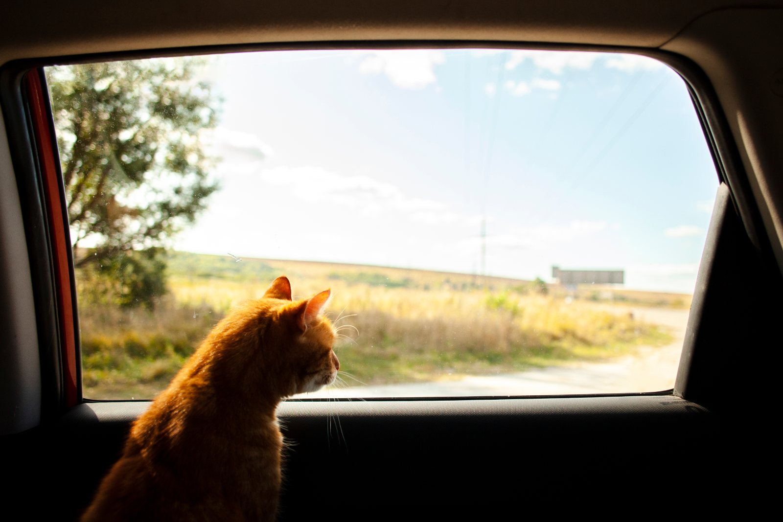 Cat sitting on the back seat of a car looking out of the window on a road trip
