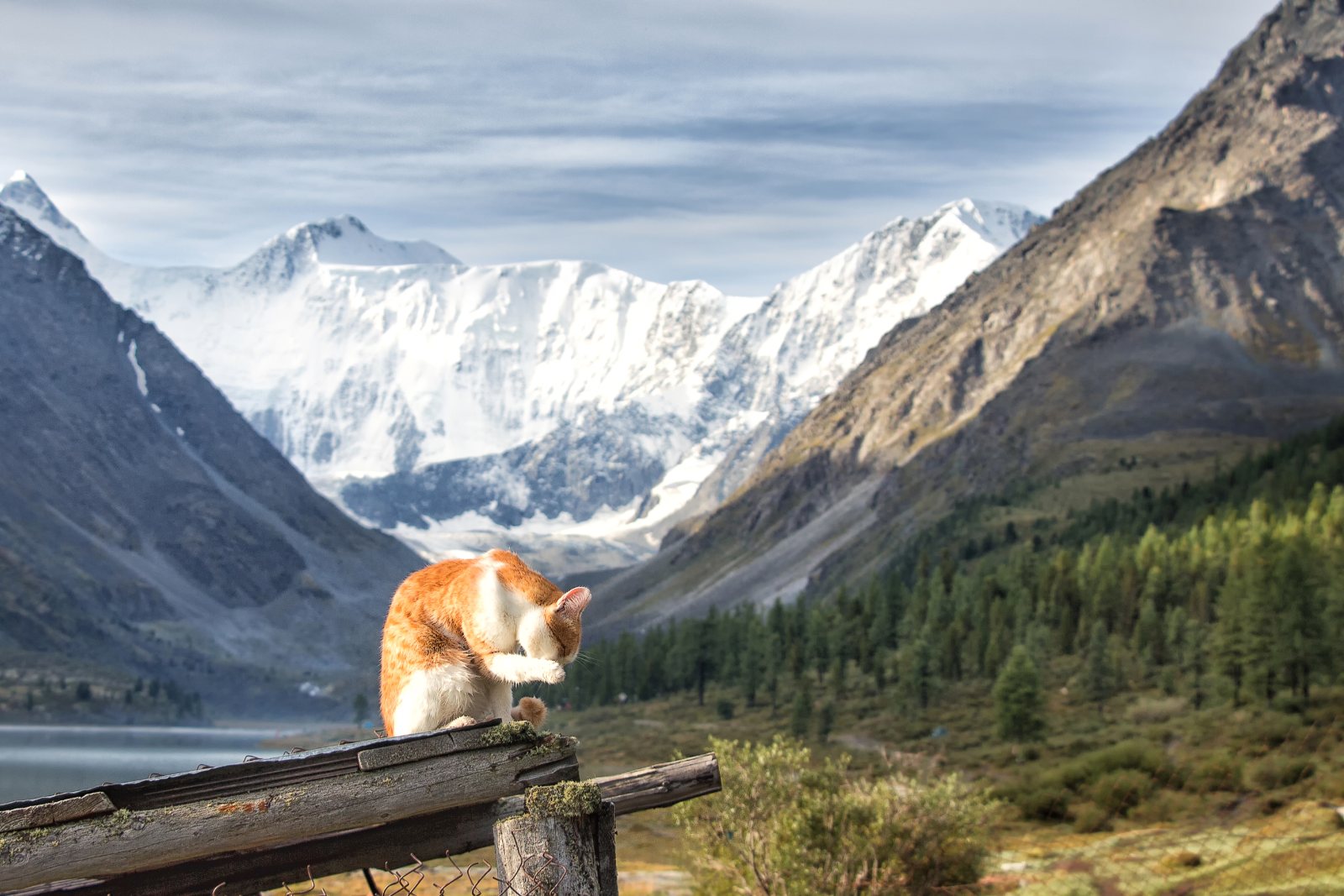 Ginger cat sitting on a wooden fence with snow-capped mountains behind