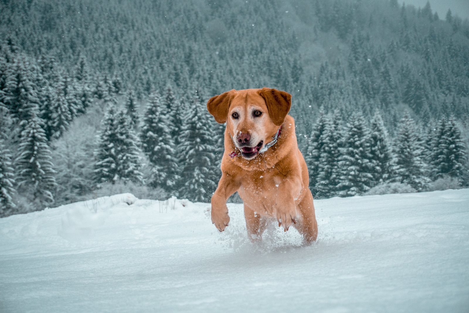Labrador running happily through fresh snow between pine trees in winter